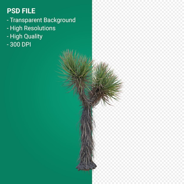 PSD yucca brevifolia 3d render aislado