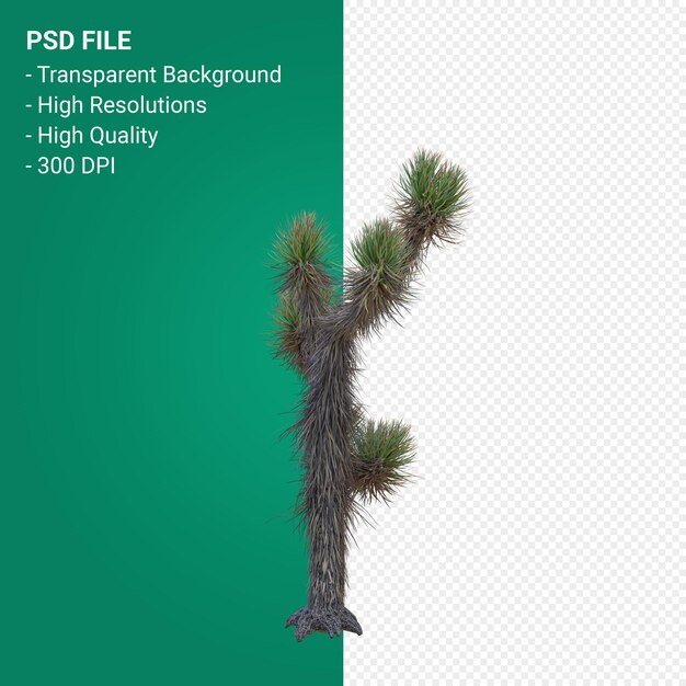 Yucca brevifolia 3d render isolado