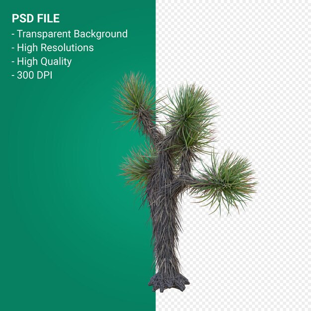 PSD yucca brevifolia 3d render isoliert