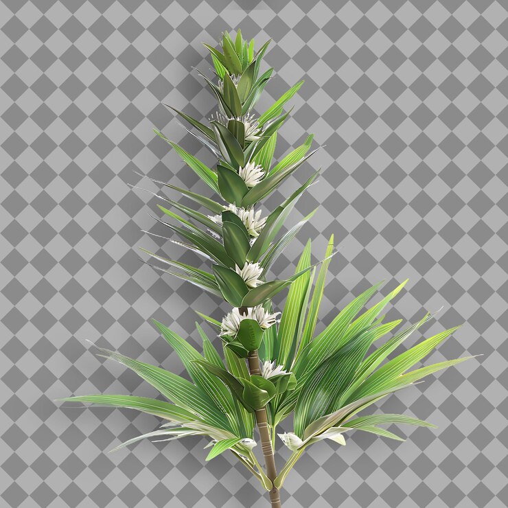 PSD yucca rama en forma de espada y hojas perennes que son arra objeto aislado en fondo limpio