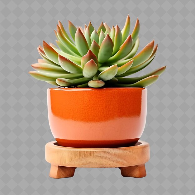 PSD z2 succulento en olla de terracota en soporte de madera con color quemado árbol verde aislado para decoración del hogar