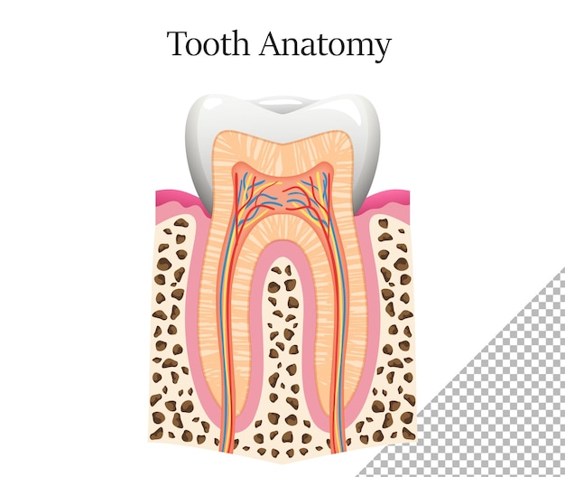 PSD zahn anatomie wangenzahn dental infografiken