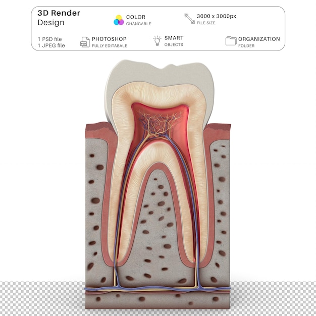 PSD zahnanatomie 3d-modellierung psd-datei realistische menschliche anatomie