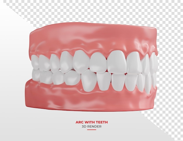 Zahnbogen mit weißen Zähnen in 3D-Rendering mit durchsichtigem Hintergrund