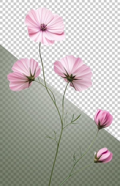 Zart rosa Kosmosblumen blühen im Frühling ausgeschnitten Stock png