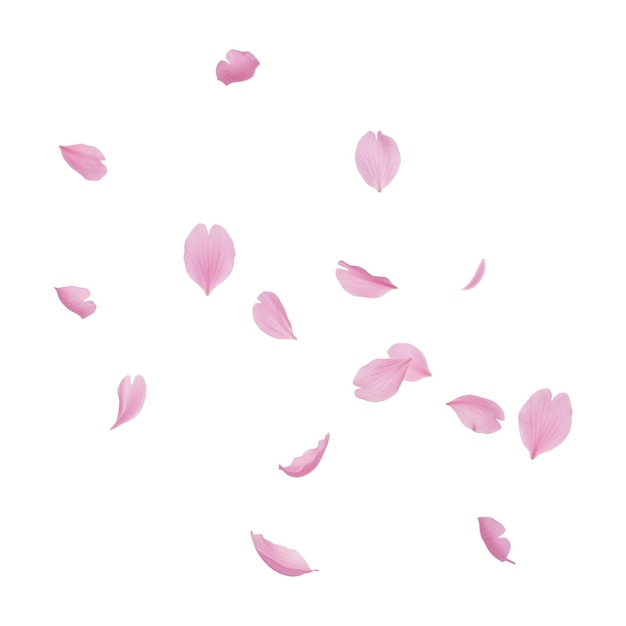 Zart rosa Sakura-Blütenblätter fallen anmutig auf einen weißen Hintergrund