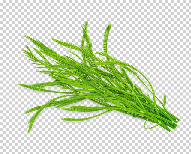 Zarzo trepador, Acacia, Cha-om, Acacia pennata (L.) Willd. aislar PSD Premium
