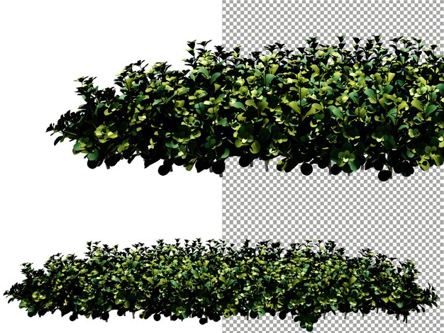 Zaunbaum auf transparentem Hintergrund 3D-Rendering