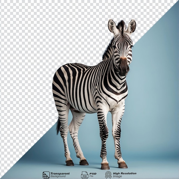 PSD zebra isolada em fundo transparente