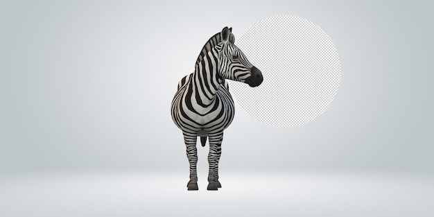 Zebra isolada em um fundo transparente