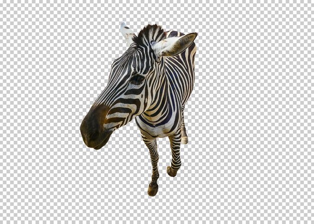 Zebra isolierter transparenzhintergrund