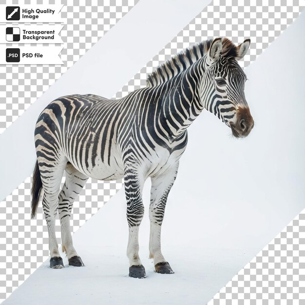 PSD zebra psd en fondo transparente con capa de máscara editable