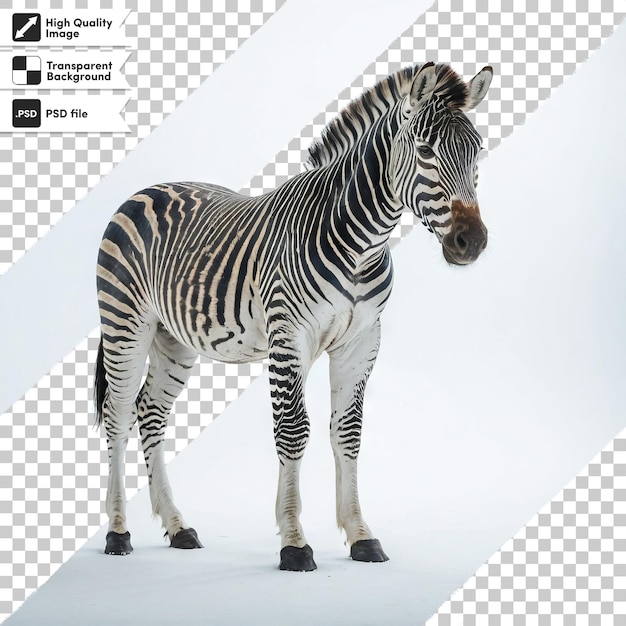 PSD zebra psd en fondo transparente con capa de máscara editable