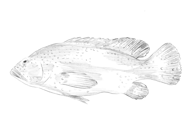 Zeichnung der roten Grouper