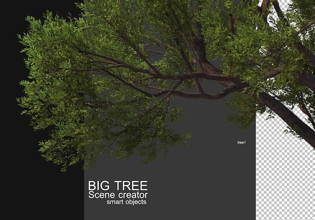 Zeigen Sie ein großes Baum-Vordergrund-Rendering an