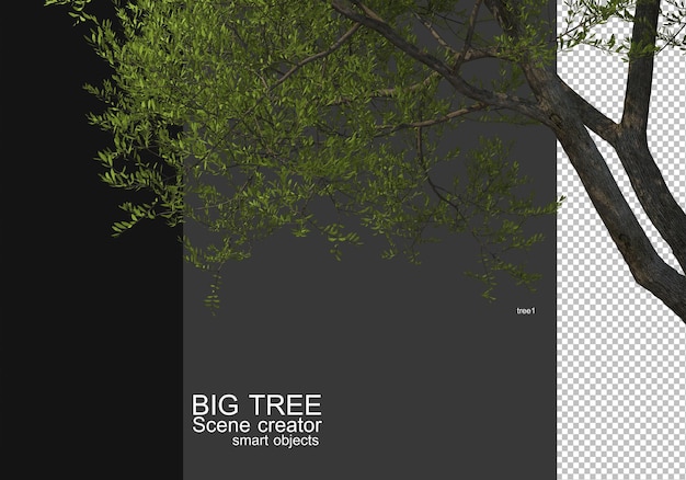 Zeigen Sie ein großes Baum-Vordergrund-Rendering an