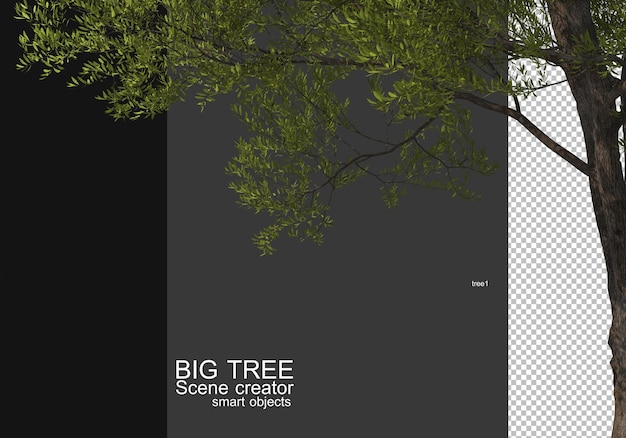 Zeigen Sie ein großes Baum-Vordergrund-Rendering an