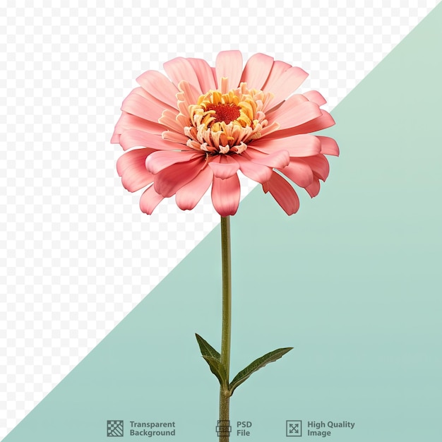 Zinnia floresce sozinha contra um fundo transparente