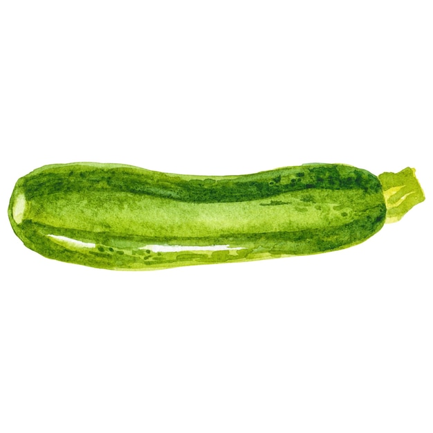 Zucchini pintado en acuarela elemento de diseño de alimentos frescos dibujado a mano aislado en un fondo transparente