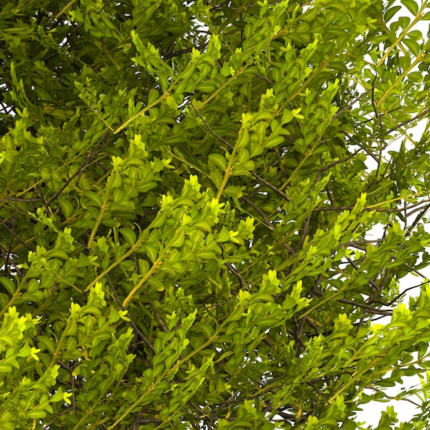 Zuhause dekorative Indoor-Pflanzen in mehreren Stil ohne Hintergrund schöne Vermögenswerte ohne Hintergrund Blumen und Pflanzen