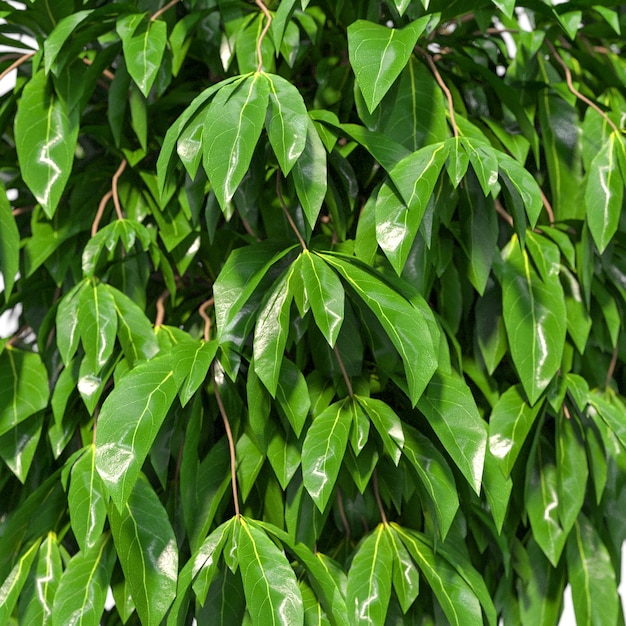 Zuhause dekorative Indoor-Pflanzen in mehreren Stil ohne Hintergrund schöne Vermögenswerte ohne Hintergrund Blumen und Pflanzen
