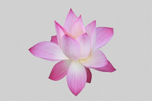 Zur Verehrung der Mönche werden rosa Lotusblüten verwendet