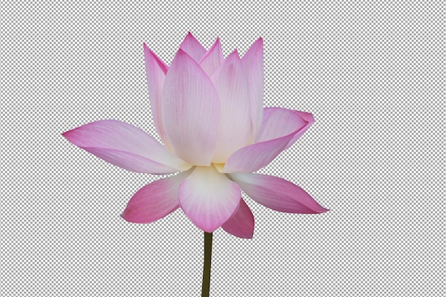 Zur Verehrung der Mönche werden rosa Lotusblüten verwendet