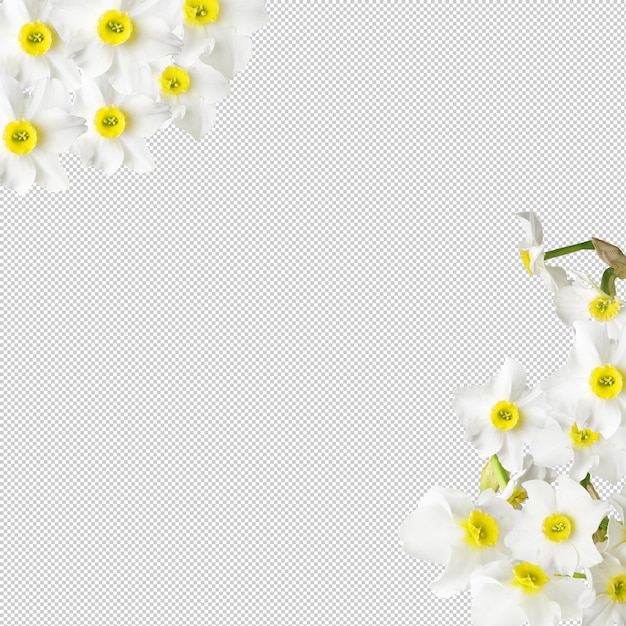 Zusammensetzung aus isolierten weißen und gelben Narzissblumen und leerem Raum