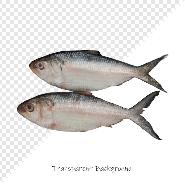 zwei Fische mit den Wörtern "transat" auf der Unterseite