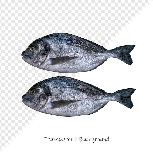 Zwei Fische stehen nebeneinander. Einer heißt "quot transat quot".