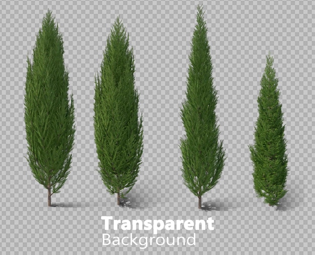 Zypressenbaum auf durchsichtigem Hintergrund