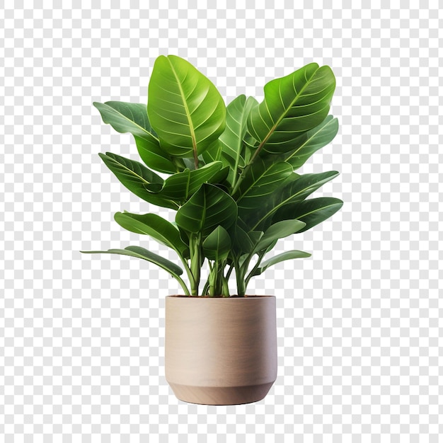 PSD zz planta zamioculcas zamiifolia png aislada sobre un fondo transparente