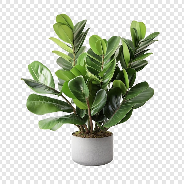 PSD zz plante zamioculcas zamiifolia png isolée sur un fond transparent