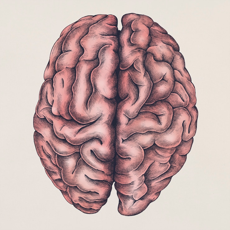 Zdarma PSD brain illustration