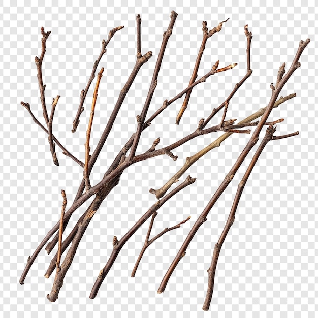 collection of bare twigs winter branches natures simplicity dry wood texture isolated on white background