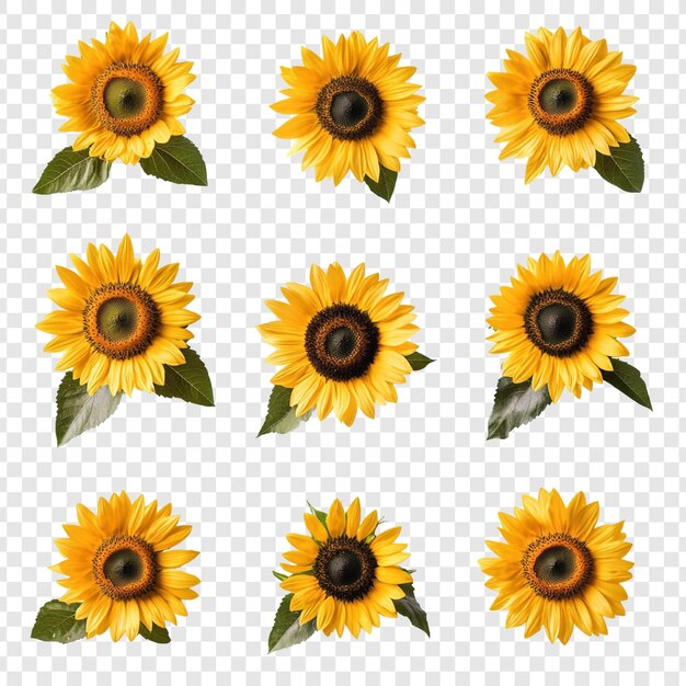 Collection of Nine Vibrant Sunflowers on White Background