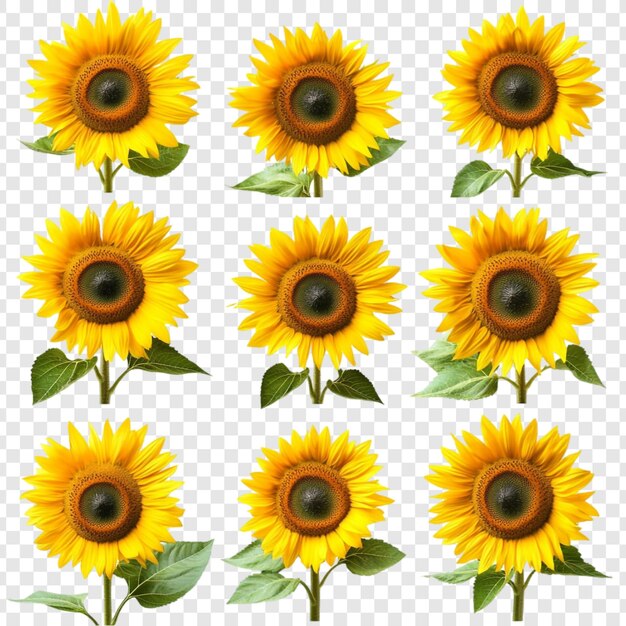 Nine Vibrant Sunflowers A Collection of Golden Blooms