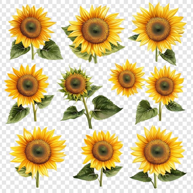 Vibrant Sunflowers A Collection of Twelve