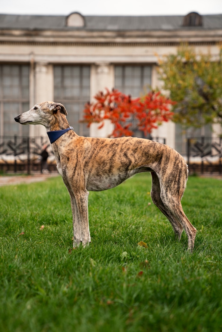 Ücretsiz Fotoğraf greyhound dog in nature