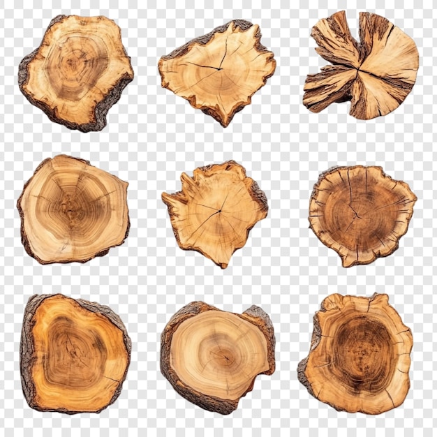 Collection of Nine Wooden Tree Cross Sections