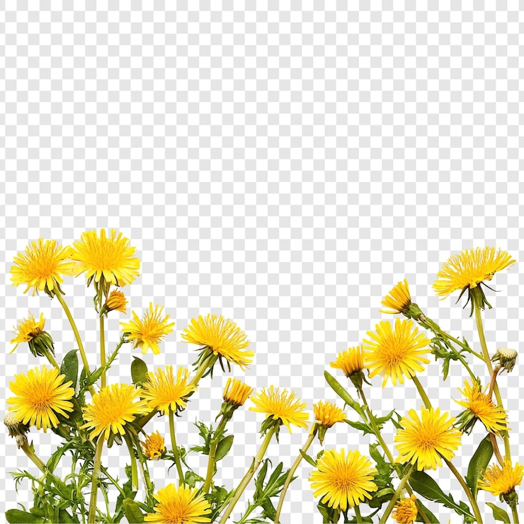 Ücretsiz PSD vibrant dandelions spring blossom border