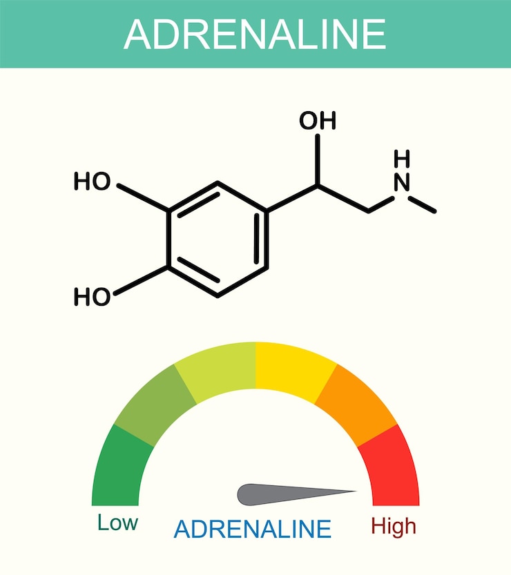 Ücretsiz Vektör adrenaline chemical structure and levels
