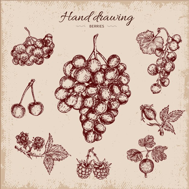 Berries Hand Drawn Design