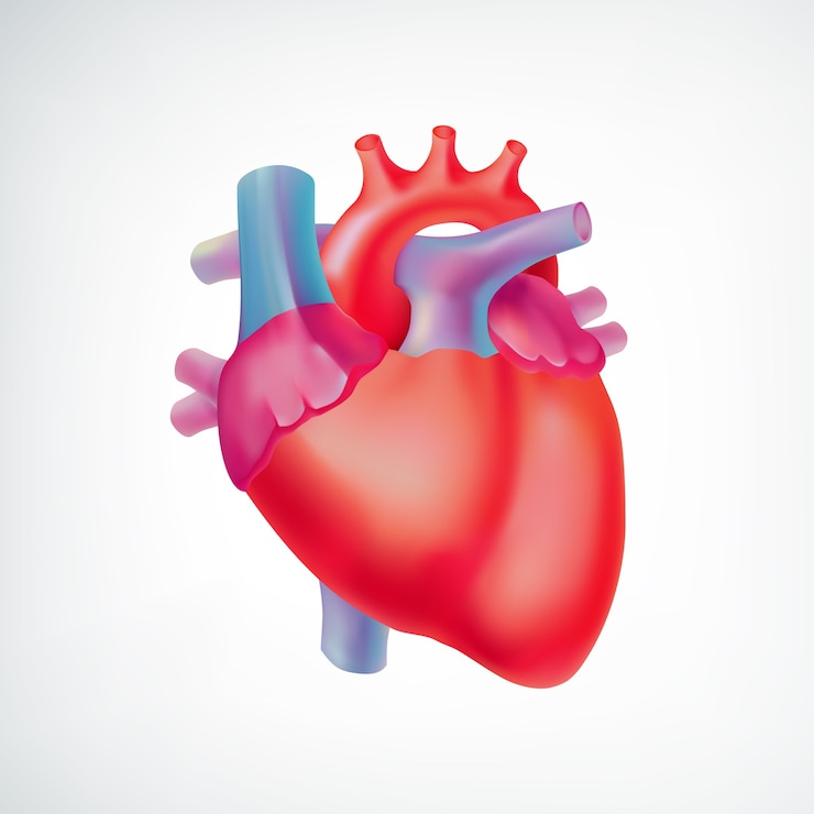Ücretsiz Vektör beyaz zeminde renkli insan kalbiyle tıbbi ışık organı anatomik konsepti