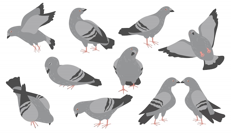 Ücretsiz Vektör cartoon pigeons flat icon set