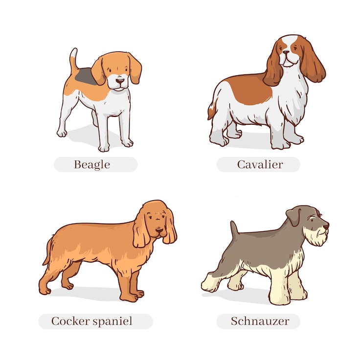 Ücretsiz Vektör el çizimi köpek cinsleri illüstrasyonu