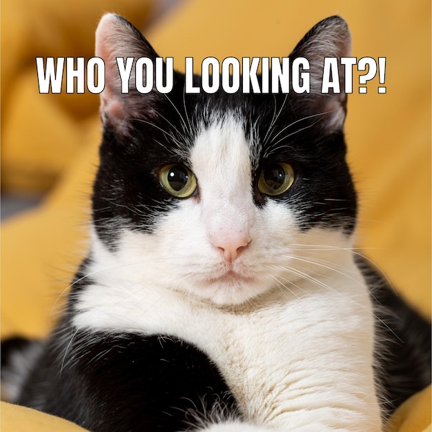 funny serious cat animal meme