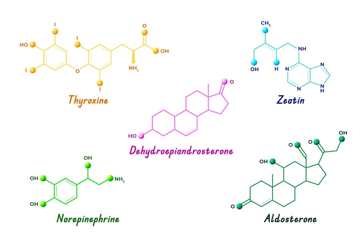 Ücretsiz Vektör gradient hormones element set