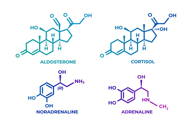 Ücretsiz Vektör gradyan hormonlar element seti