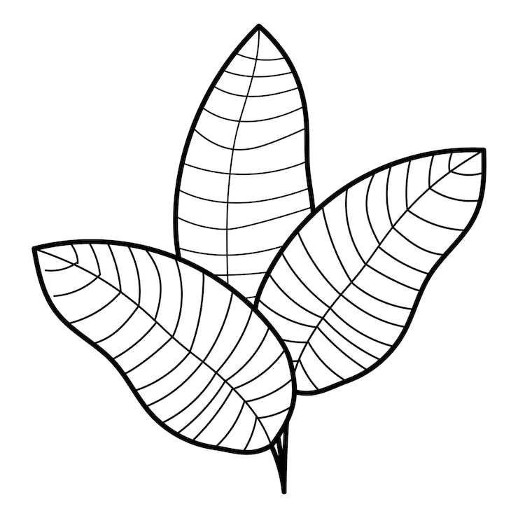 Ücretsiz Vektör hand drawn floral flower black line